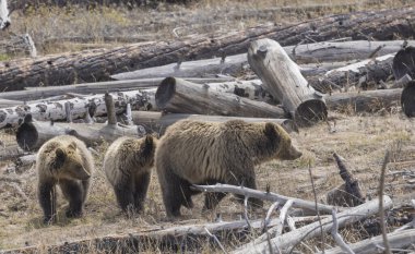 Baharda Yellowstone Ulusal Parkı 'nda bir boz ayı ve yavruları.