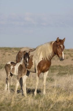 Baharda Utah çölünde vahşi bir kısrak ve tay.