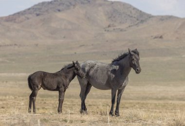 Baharda Utah çölünde vahşi bir kısrak ve tay.