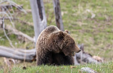 Baharda bir boz ayı Yellowstone Ulusal Parkı Wyoming 'de