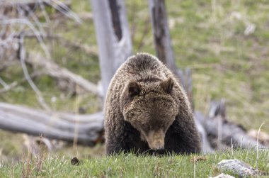 Baharda bir boz ayı Yellowstone Ulusal Parkı Wyoming 'de