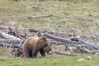 Baharda bir boz ayı Yellowstone Ulusal Parkı Wyoming 'de