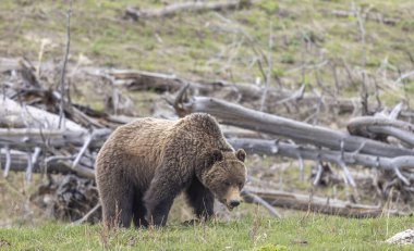 Baharda bir boz ayı Yellowstone Ulusal Parkı Wyoming 'de