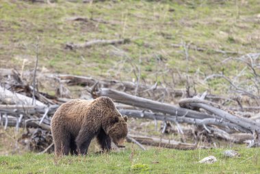 Baharda bir boz ayı Yellowstone Ulusal Parkı Wyoming 'de
