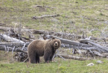 Baharda bir boz ayı Yellowstone Ulusal Parkı Wyoming 'de