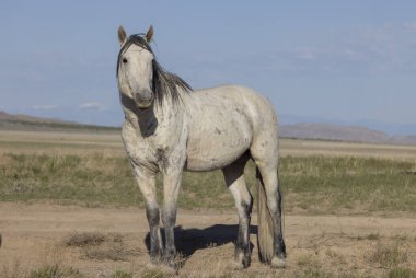 Baharda Utah çölünde vahşi bir at.
