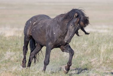 Baharda Utah çölünde vahşi bir at.