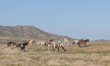 Utah çölünde ilkbaharda vahşi atlar