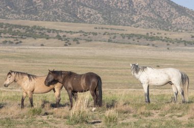 Utah çölünde ilkbaharda vahşi atlar