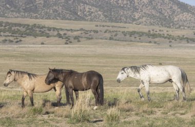 Utah çölünde ilkbaharda vahşi atlar
