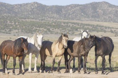 Utah çölünde ilkbaharda vahşi atlar