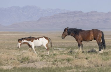 Utah çölünde ilkbaharda vahşi atlar