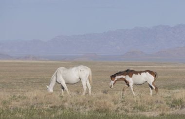 Utah çölünde ilkbaharda vahşi atlar