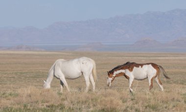 Utah çölünde ilkbaharda vahşi atlar