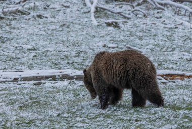 Yellowstone Ulusal Parkı Wyoming 'de baharda kar içinde bir boz ayı.