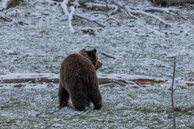 Yellowstone Ulusal Parkı Wyoming 'de baharda kar içinde bir boz ayı.