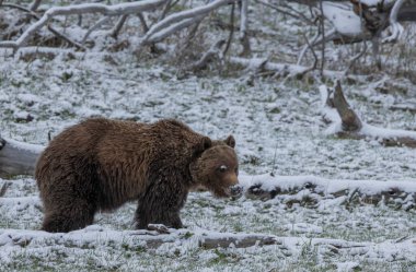 Yellowstone Ulusal Parkı Wyoming 'de baharda kar içinde bir boz ayı.