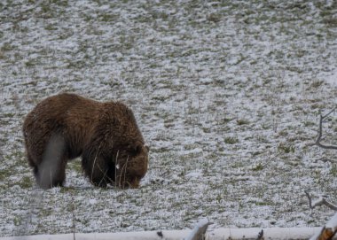 Yellowstone Ulusal Parkı Wyoming 'de baharda kar içinde bir boz ayı.