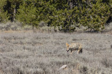 Sonbaharda Wyoming 'de bir çakal.