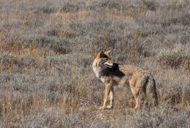 Sonbaharda Wyoming 'de bir çakal.