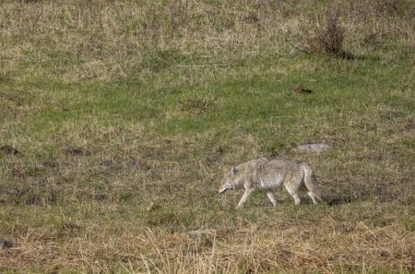 Sonbaharda Wyoming 'de bir çakal.
