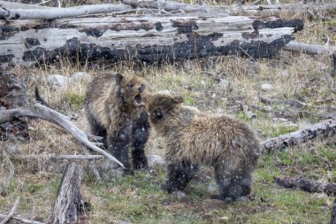 Yellowstone Ulusal Parkı 'nda bahar fırtınası sırasında oynayan bir boz ayı dişi ve yavrusu.