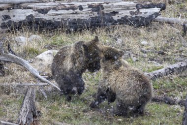 Yellowstone Ulusal Parkı 'nda bahar fırtınası sırasında oynayan bir boz ayı dişi ve yavrusu.