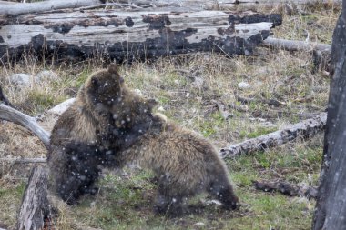Yellowstone Ulusal Parkı 'nda bahar fırtınası sırasında oynayan bir boz ayı dişi ve yavrusu.