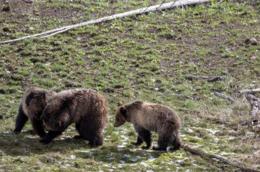 Baharda Yellowstone Ulusal Parkı 'nda bir boz ayı ve yavruları var.