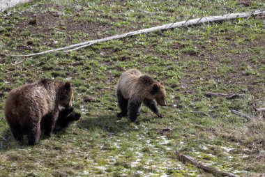 Baharda Yellowstone Ulusal Parkı 'nda bir boz ayı ve yavruları var.