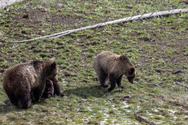 Baharda Yellowstone Ulusal Parkı 'nda bir boz ayı ve yavruları var.