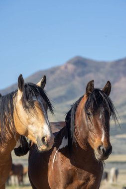 Utah çölünde ilkbaharda vahşi atlar