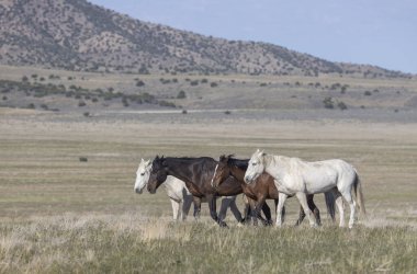 Utah çölünde ilkbaharda vahşi atlar