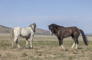 Utah çölünde ilkbaharda vahşi atlar