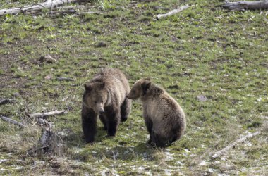 Bir boz ayı ve yavrusu baharda Yellowstone Ulusal Parkı 'nda oynuyorlar.
