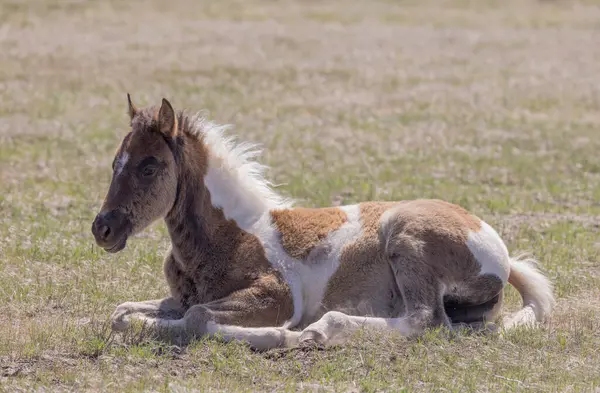 Bahar zamanı Utah çölünde tatlı bir at yavrusu.