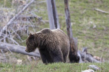 Yellowstone Ulusal Parkı Wyoming 'de baharda bir boz ayı.