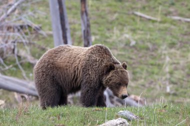 Yellowstone Ulusal Parkı Wyoming 'de baharda bir boz ayı.