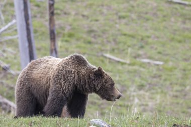 Yellowstone Ulusal Parkı Wyoming 'de baharda bir boz ayı.
