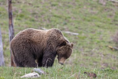 Yellowstone Ulusal Parkı Wyoming 'de baharda bir boz ayı.