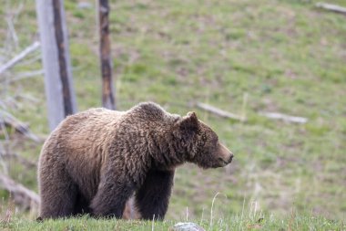 Yellowstone Ulusal Parkı Wyoming 'de baharda bir boz ayı.