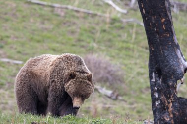 Yellowstone Ulusal Parkı Wyoming 'de baharda bir boz ayı.