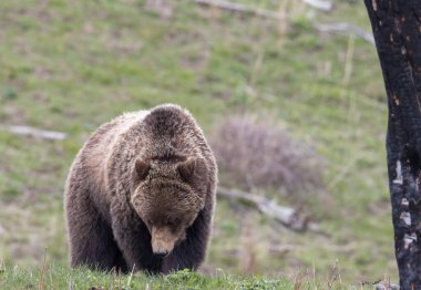 Yellowstone Ulusal Parkı Wyoming 'de baharda bir boz ayı.