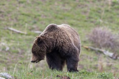 Yellowstone Ulusal Parkı Wyoming 'de baharda bir boz ayı.