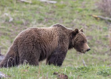 Yellowstone Ulusal Parkı Wyoming 'de baharda bir boz ayı.
