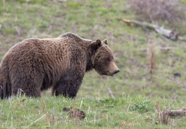 Yellowstone Ulusal Parkı Wyoming 'de baharda bir boz ayı.