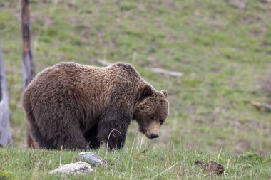 Yellowstone Ulusal Parkı Wyoming 'de baharda bir boz ayı.