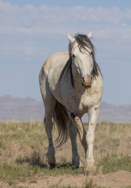 Utah çölünde ilkbaharda vahşi bir at