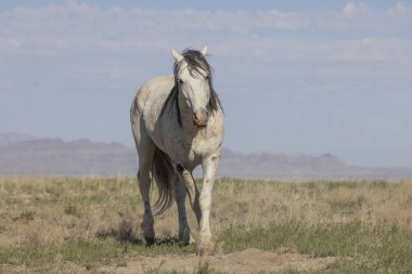 Utah çölünde ilkbaharda vahşi bir at