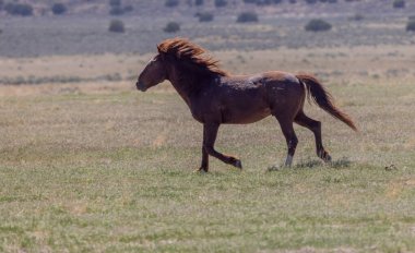 Utah çölünde ilkbaharda vahşi bir at